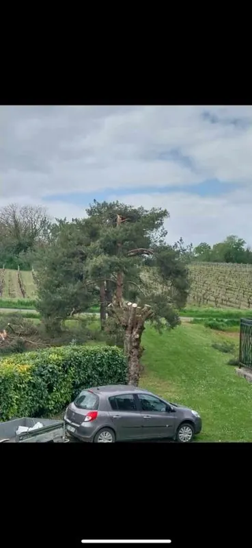 Élagage d’un arbre dans un jardin en Charente