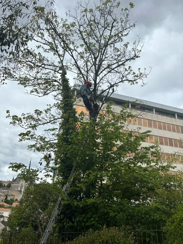 Élagueur grimpeur en intervention à Angoulême