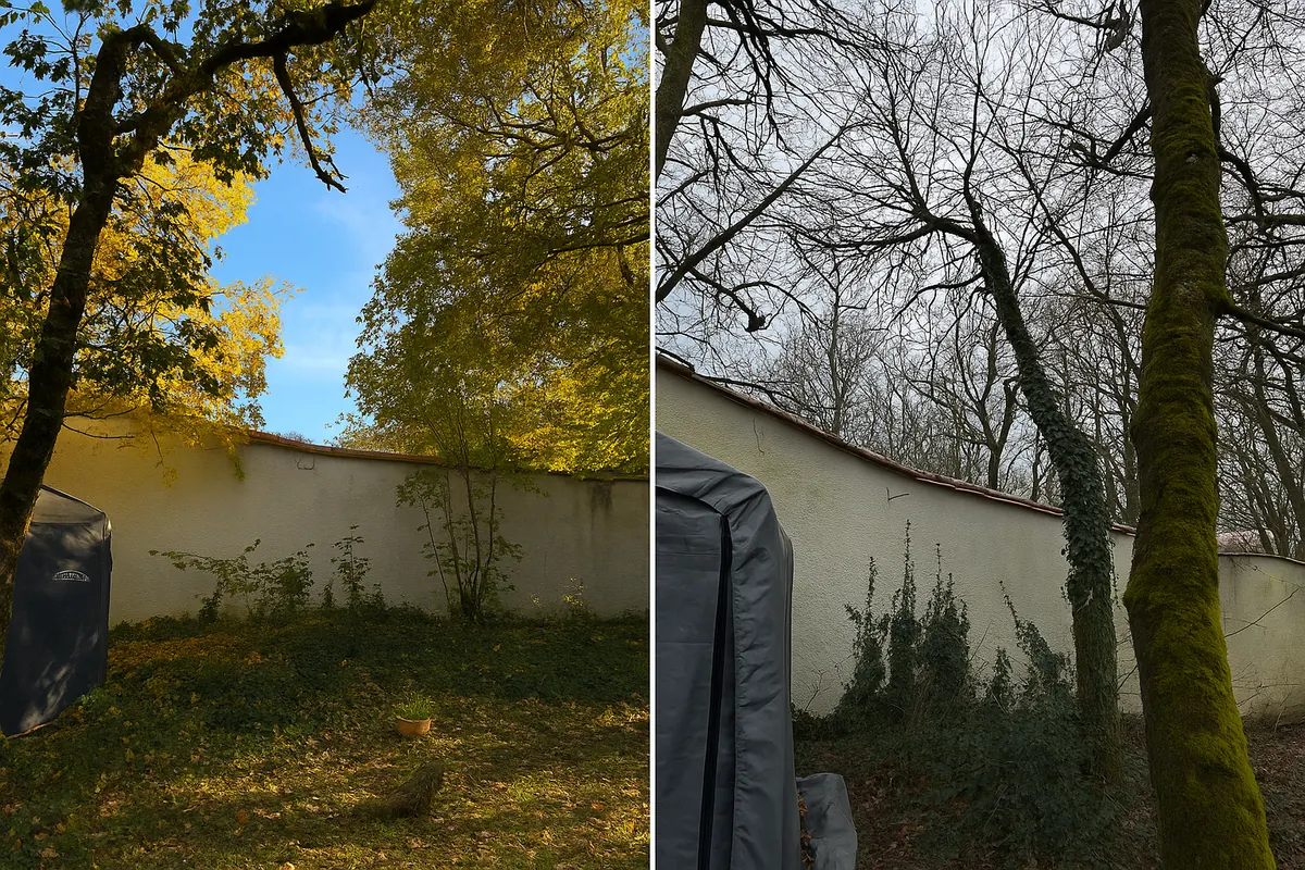 Avant après entretien d’un jardin arboré