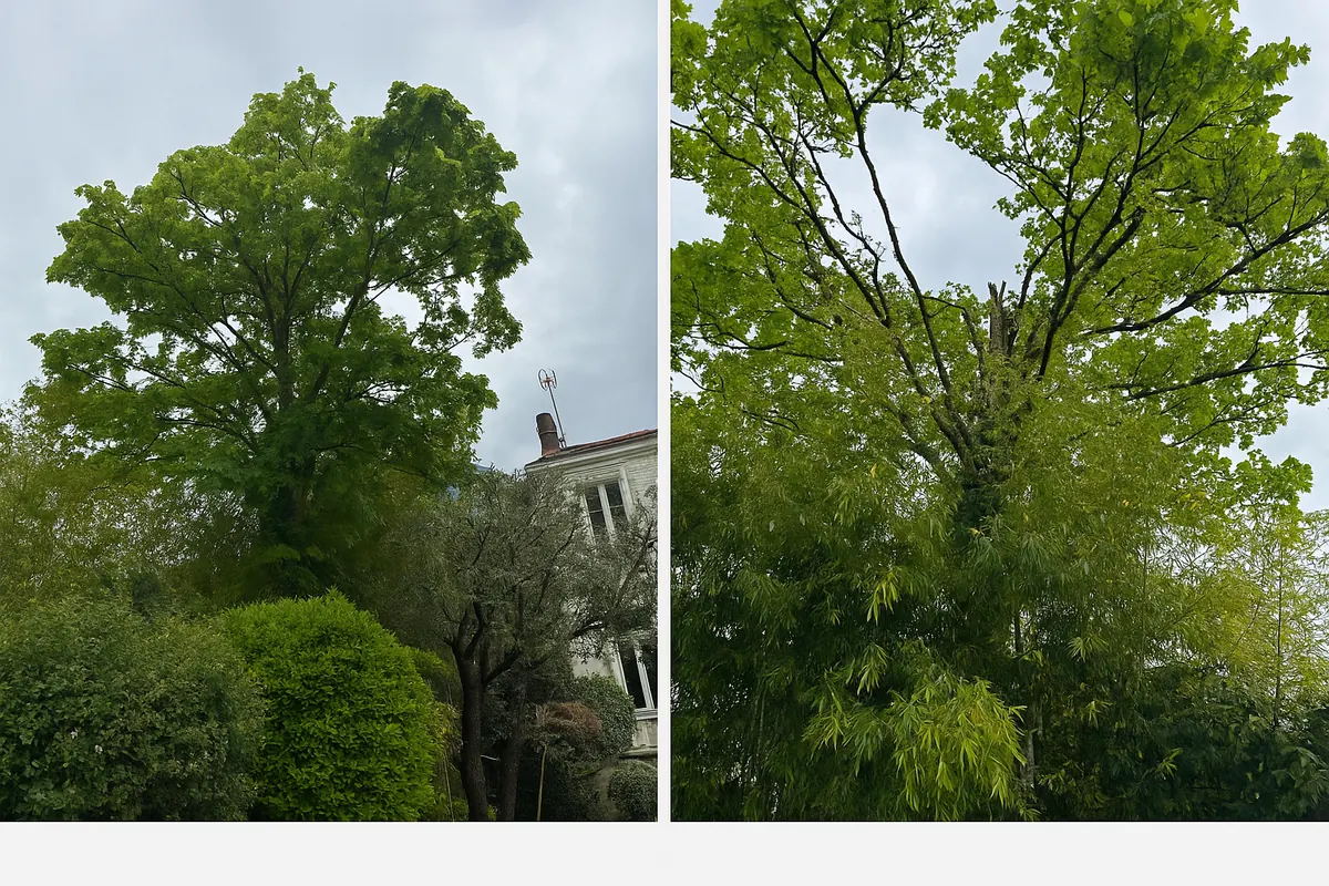 Taille d’arbre et éclaircissage en Charente