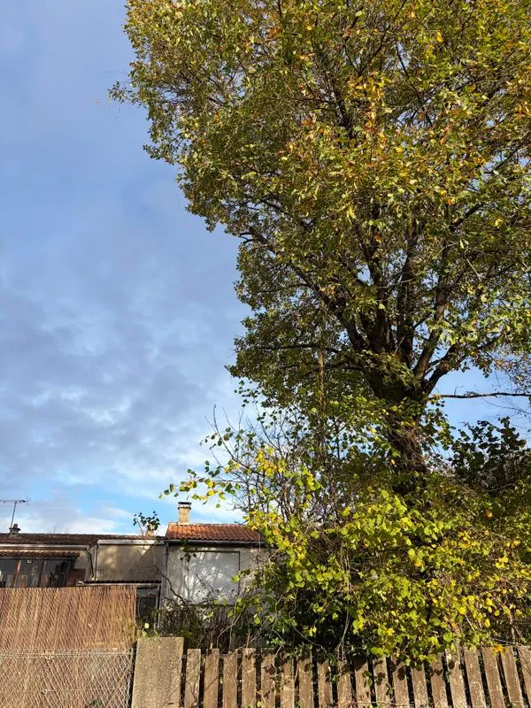 Arbre à tailler en jardin privé