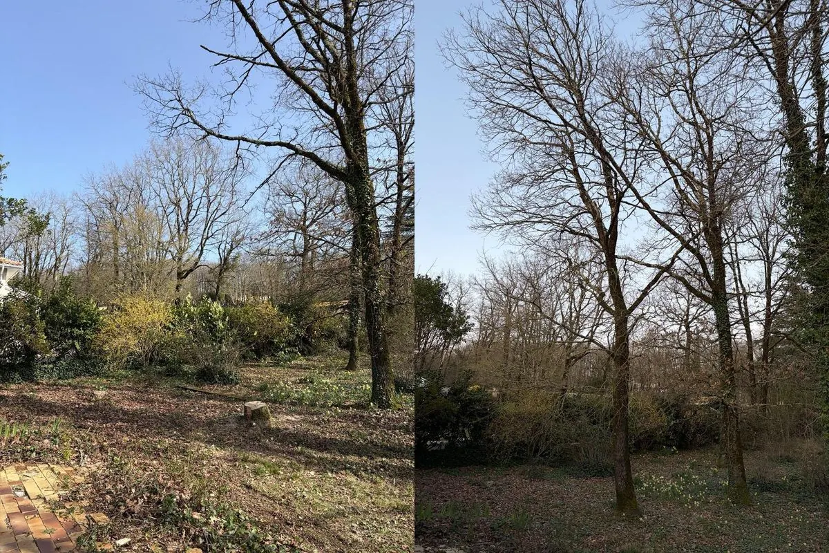 Avant après élagage d’un terrain arboré