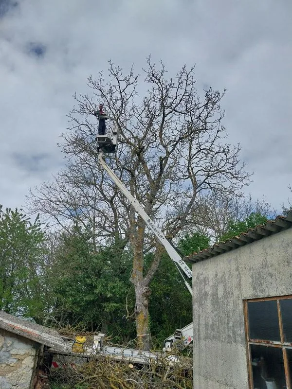 Taille d’arbre avec nacelle en Charente
